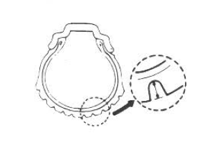 Suzuki GSX-R. Tire condition and type